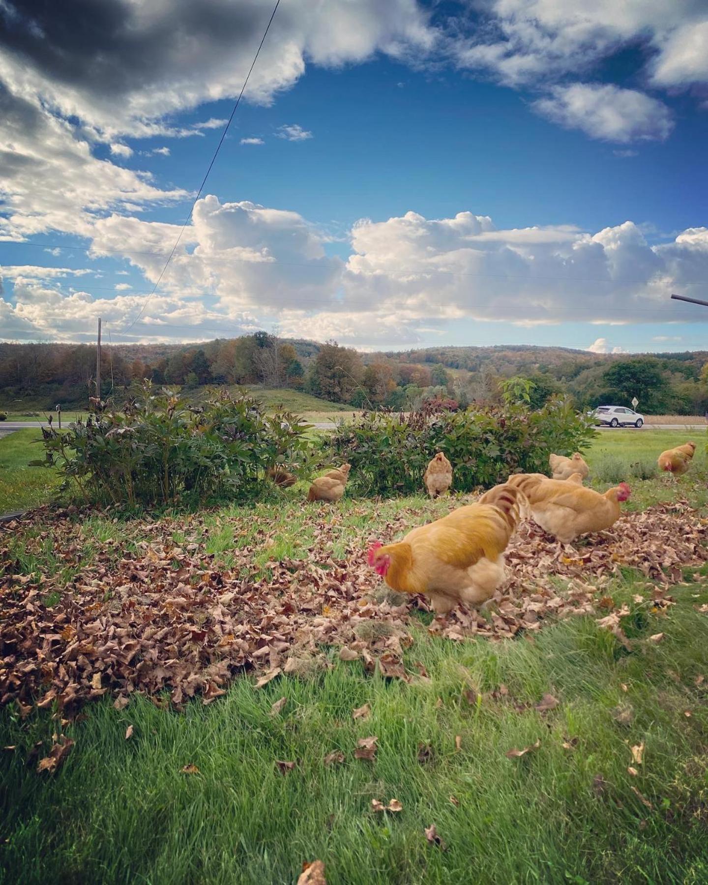 Bloom Farm Guesthouse Mount Vision エクステリア 写真